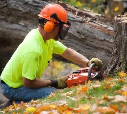 tree services Sorrel